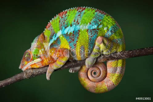 Picture of Sleeping Chameleon